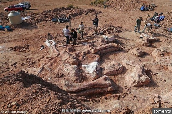 Những hóa thạch khủng long lớn nhất được một người Argentina trong lúc chăn dê phát hiện