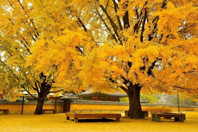 Mùa thu ở Nami nhuộm một màu vàng rực.