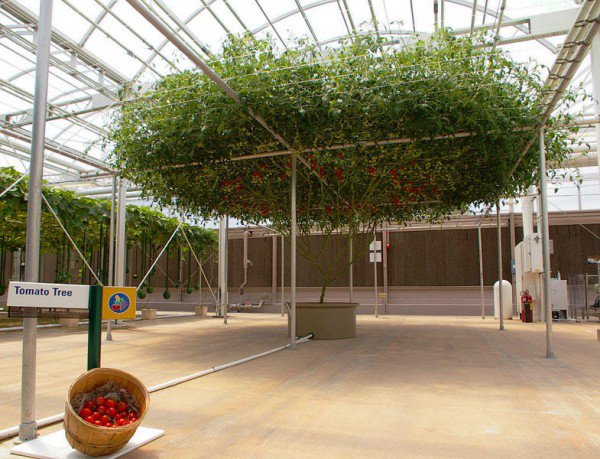 Hiện, cây cà chua này đang được trưng bày ở Khu nghỉ dưỡng Thế giới Walt Disney, Florida, Mỹ, và đang giữ kỷ lục Guinness là cây cà chua sai quả nhất thế giới, với tổng số 32.000 quả/vụ, trọng lượng đạt 522kg.