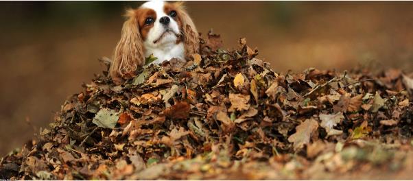 Một chú chó Cavalier King Charles, giống Tây Ban Nha, ngơ ngác trong một “chiếc áo choàng” làm từ lá khô
