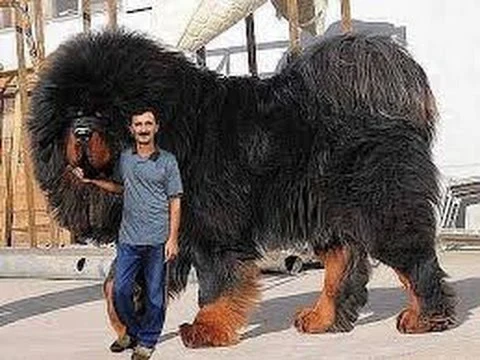 Chó Ngao Tây Tạng có thể nặng đến 82 kg 