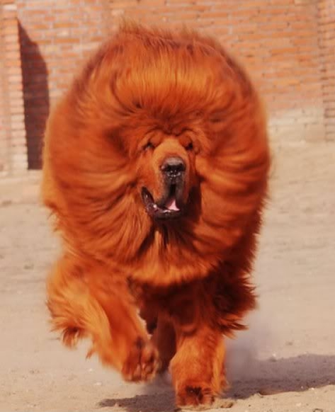 Chó Ngao Tây Tạng cũng là loài chó đắt nhất thế giới