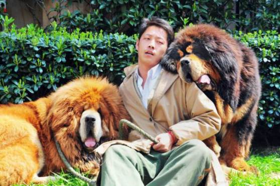 Chó Ngao Tây Tạng cũng là loài trung thành tuyệt đối với chủ nhân
