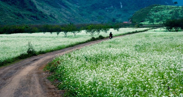 Mộc Châu tháng 11 Mộc Châu với cánh đồng cải trắng.