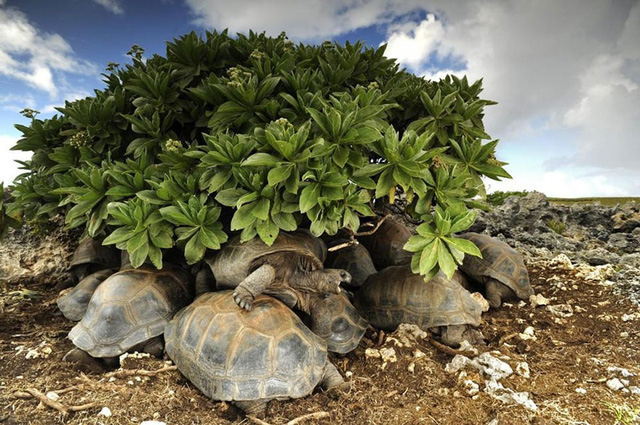 10. Những chú rùa cõng nhau trốn nắng.