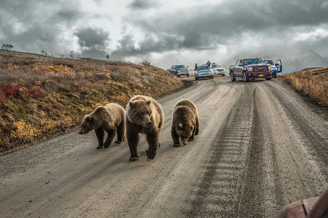 12. Tắc đường bởi vì những chú gấu vô tư đi lại giữa lòng đường tại Park Road ở Alaska, Mỹ.