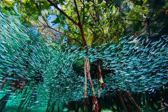 4. Những đàn cá con bám dày đặc quanh rạn san hô trong khu rừng ngập mặn ở Cuba.