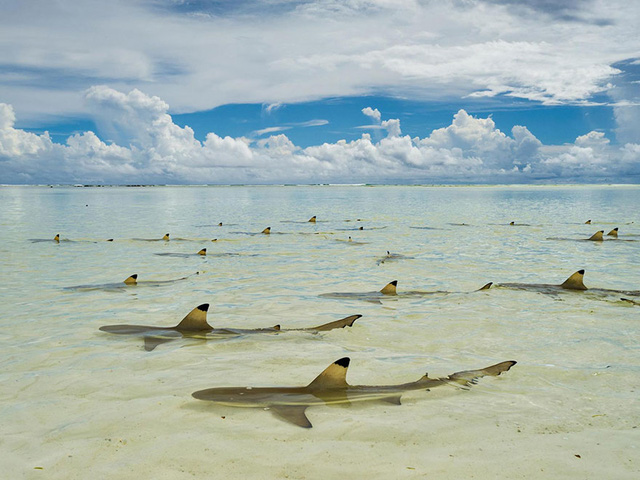 5. Đàn cá mập vây đen đang chờ thuỷ triều lên để chui vào hệ thống đảo Aldabra Atoll nằm ở Seychelles, châu Phi.
