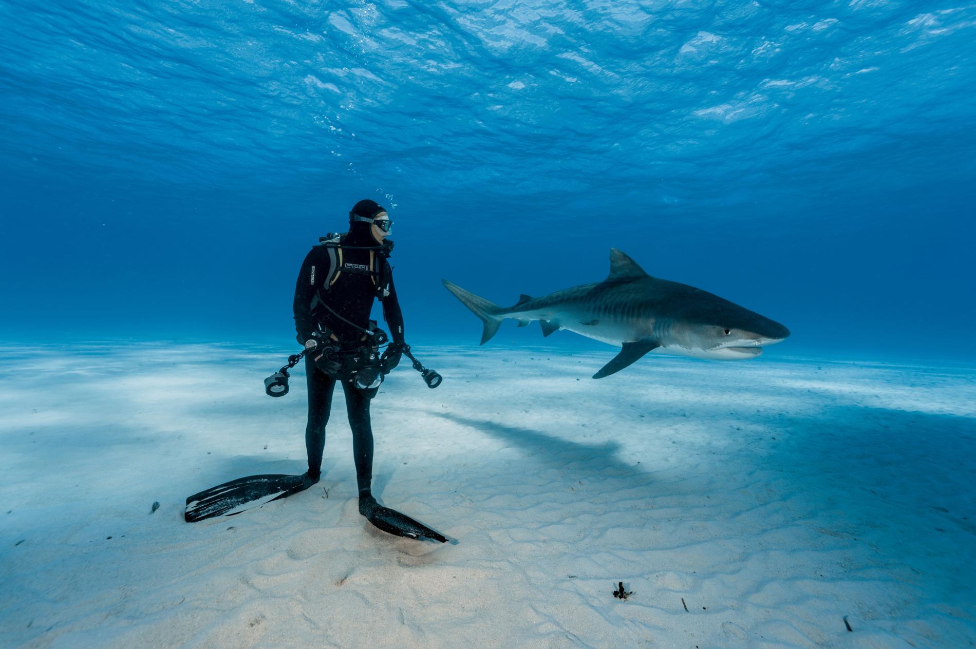 Một thợ lặn giữ dõi sát một con cá mập hổ ở Bahamas. Nhưng cảnh có thể không nguy hiểm như nó trông: Tigers dựa trên bất ngờ để săn mồi và không có khả năng tấn công các thợ lặn người giữ chúng trong tầm nhìn.