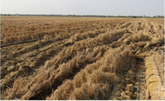 Nhiều diện tích sản xuất lúa ở ĐBSCL bị chết do ảnh hưởng của xâm nhập mặn