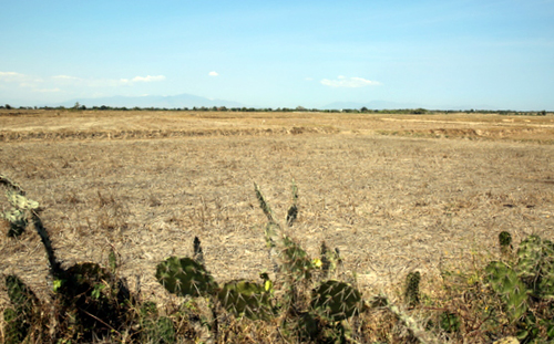 Những cánh đồng xơ xác, bỏ trắng đất canh tác của người dân Ninh Thuận