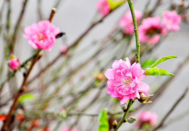 Những cánh đào Nhật Tân với hoa, nụ nở bung khoe sắc thắm