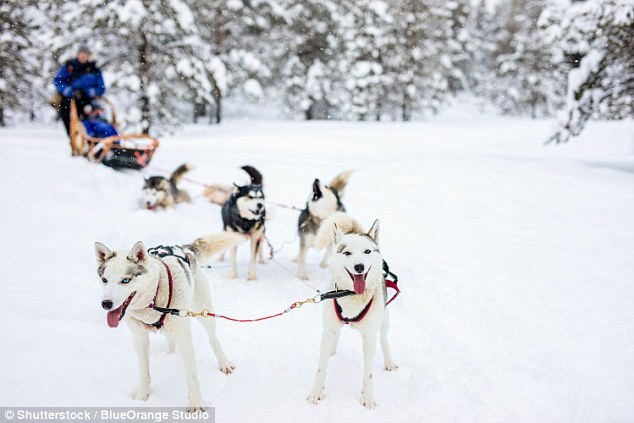 Trượt tuyết bằng xe kéo: Một trong những trải nghiệm lý thú nhất vào mùa đông là trượt tuyết trên những chiếc xe do các chú chó Husky kéo xuyên rừng Taiga ở Lapland, Phần Lan. Du khách còn có cơ hội ngắm Bắc Cực quang ở đây. Giá tour 2 ngày là 375 bảng Anh một người. 
