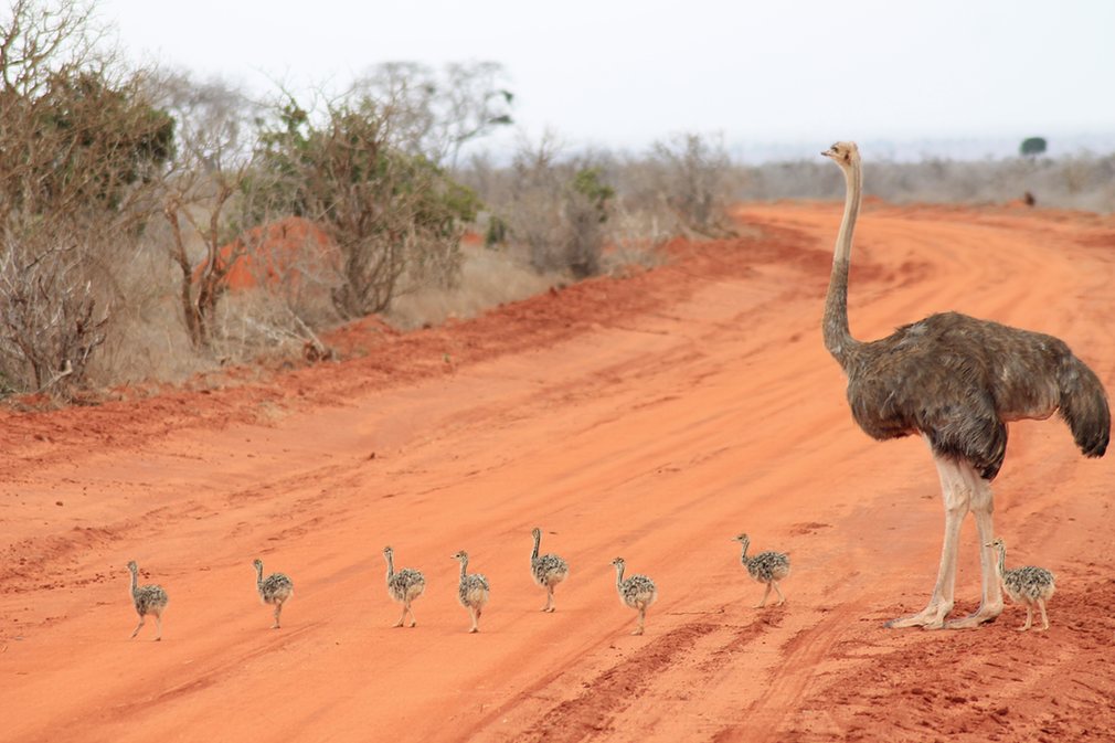 Tháng 11: Kevin Pogorzelski chiến thắng cuộc thi trong tháng này với bức ảnh chụp gia đình đà điểu đang băng qua đường đất trong một safari ở Kenya.