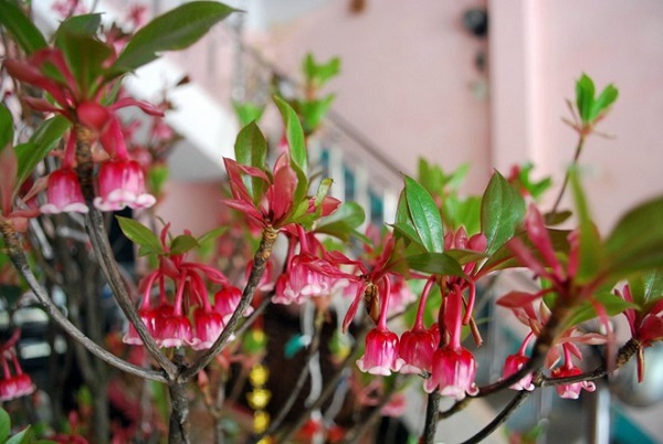 Hoa đào chuông – Đà Nẵng
