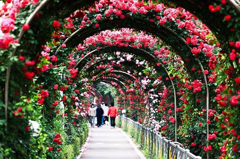 Đảo Thống Nhất trong công viên Thống Nhất tại Hà Nội trở thành thiên đường hoa hồng