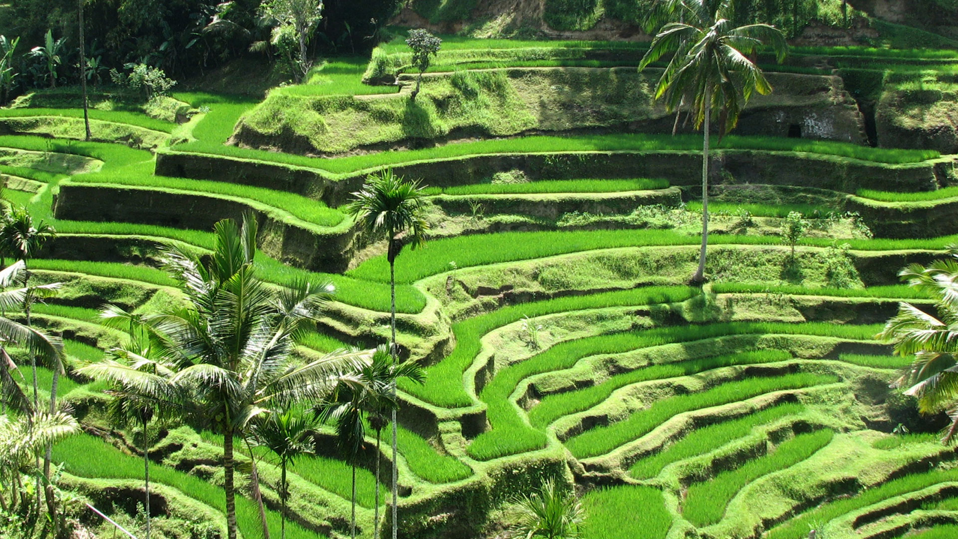 Là thị trấn trên đảo Bali, thuộc quận Ubud, nằm giữa những cánh đồng lúa và khe núi dốc đứng ở chân đồi trung tâm của huyện Gianyar, Indonesia. Ubud là địa điểm hút khách du lịch hàng đầu quốc gia Đông Nam Á này.