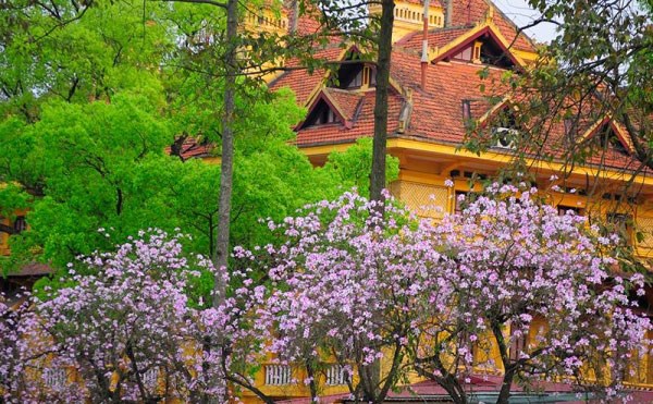 Hà Nội được xem là thành phố của những mùa hoa.