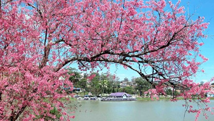 Hoa Mai Anh Đào biểu tượng mùa xuân Đà Lạt