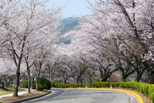 Tháng 3 cũng là thời điểm hoa anh đào nở rộ ở Hàn Quốc.
