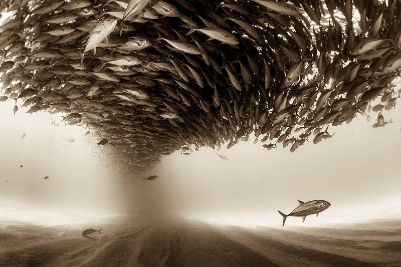 Một đàn cá tạo hiệu ứng lốc xoáy. Bức ảnh của Christian Vizl (Mexico).