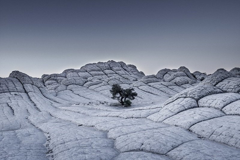 Trong bức ảnh này, một thân cây cô độc đứng giữa một biển đá màu xám. 