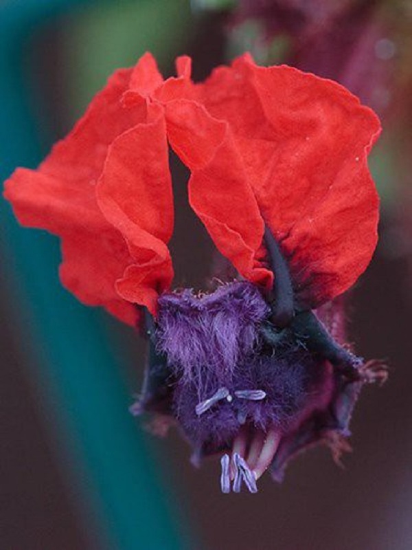 Những loài hoa với hình dáng kì lạ hiếm gặp trên thế giới - Ảnh 10.