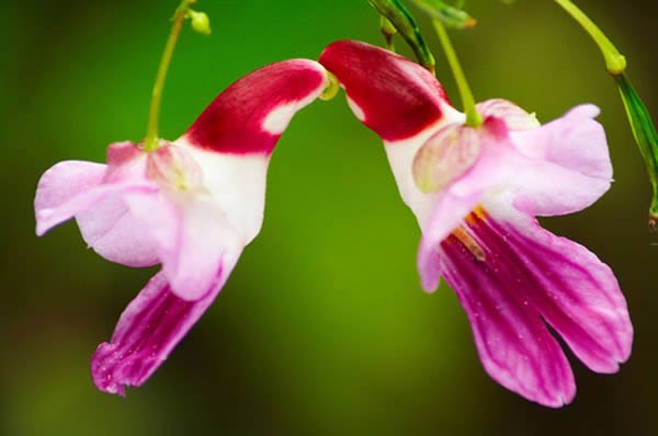 Những loài hoa với hình dáng kì lạ hiếm gặp trên thế giới - Ảnh 13.