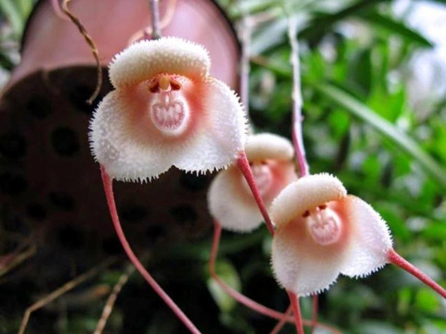 Những loài hoa với hình dáng kì lạ hiếm gặp trên thế giới - Ảnh 3.