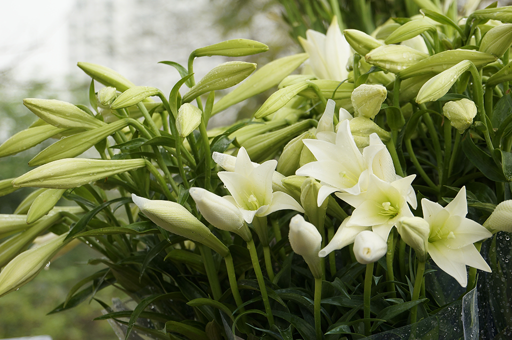 Hoa mầu trắng mang ý nghĩa tượng trưng cho sự tiếc nuối, sự tiếc thương với người đã mất
