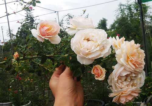 Hiếm có một vườn hoa hồng nào ở Hà Nội phong phú và rộng lớn đến vậy