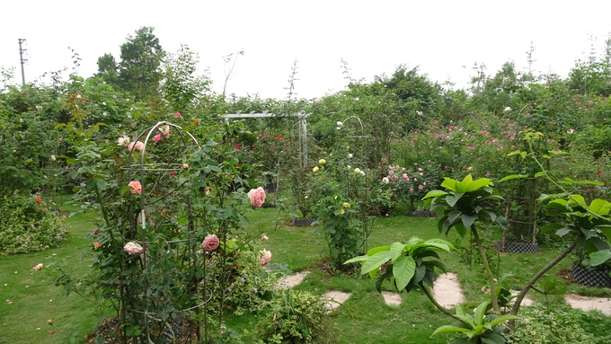 Ngoài hoa hồng, còn 1.000 giống hoa cảnh khác tại trang trại hoa cây cảnh Thăng Long.