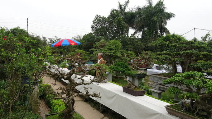 Triển lãm có hơn 200 tác phẩm bonsai đến từ 30 đơn vị. Ngày 30/4, triển lãm tổ chức giao lưu, bàn luận về nghệ thuật bonsai.