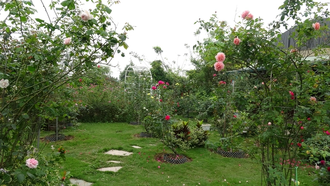 Những người yêu hoa hồng và nghệ thuật bonsai dịp nghỉ lễ này có thể đến trang trại hoa cây cảnh Thăng Long ở ngoại thành Hà Nội.