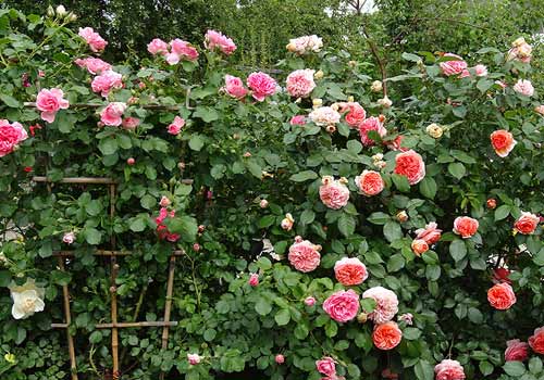 Bước vào khu vườn, bạn sẽ như muốn để lại tất cả mọi tất bật của cuộc sống thường nhật phía sau lưng bởi khu vườn tràn ngập sắc hoa và hương thơm ngào ngạt.