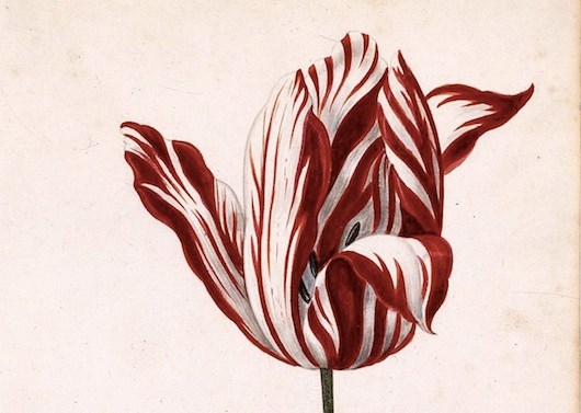 Vào nửa sau của thế kỷ 16, giá của loài hoa này rất đắt. và vẻ đẹp hiếm có của loài hoa tulip này là một phần của lịch sử. 
