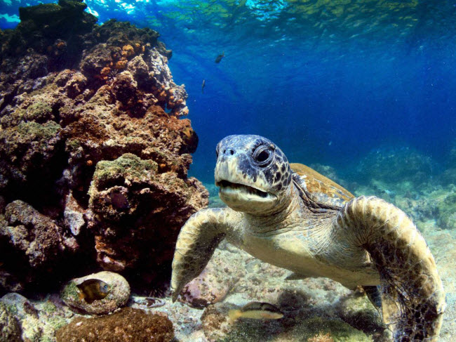 Sinh vật ngoại lai và quá nhiều du khách tham quan đang khiến các sinh vật đặc hữu trên quần đảo này đối mặt với nguy cơ tuyệt chủng.