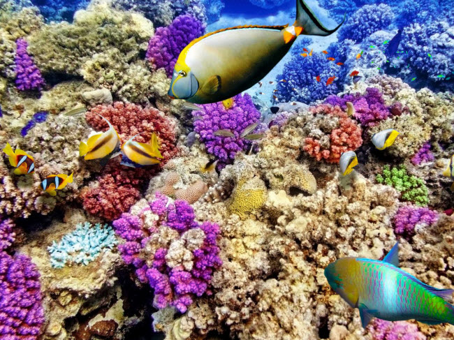 Diện tích của rạn san hô lớn nhất thế giới đã thu hẹp hơn 50% do nhiệt độ tăng trong vòng 30 năm qua. San hô bị chết do ô nhiễm axít và các nhà khoa học lo ngại hệ sinh thái này có thể biến mất vào năm 2030.