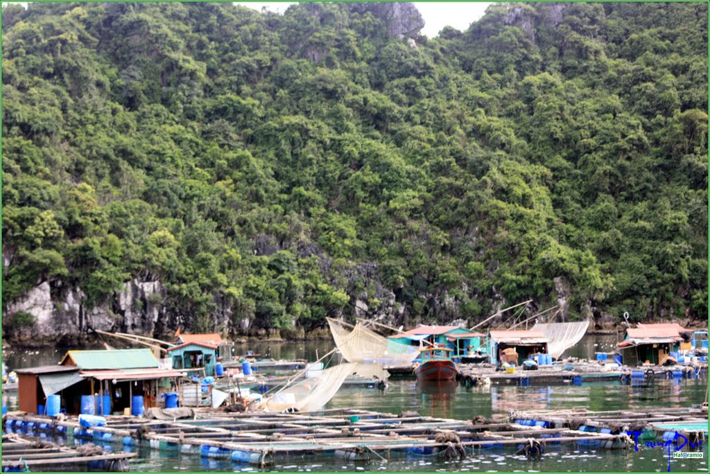 Nuôi cá lồng - hoạt động kinh tế chính của ngư dân làng chài vịnh Cái Bèo