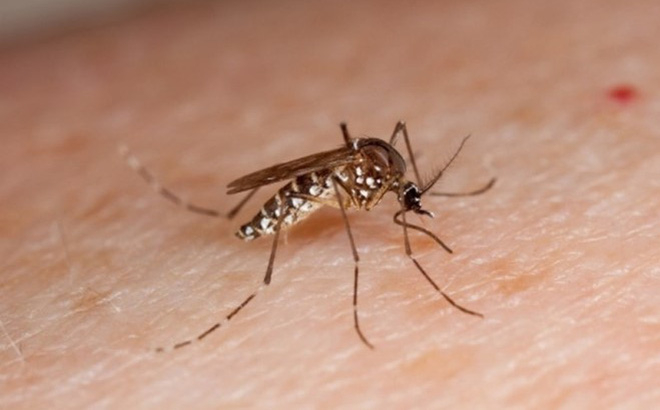 Sốt xuất huyết lây từ người sang người thông qua vật chủ trung gian là muỗi. 