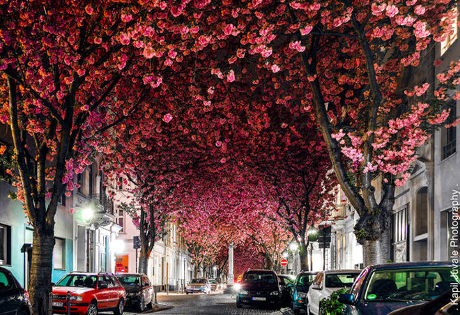 Đường hầm hoa anh đào ở Bonn Đức