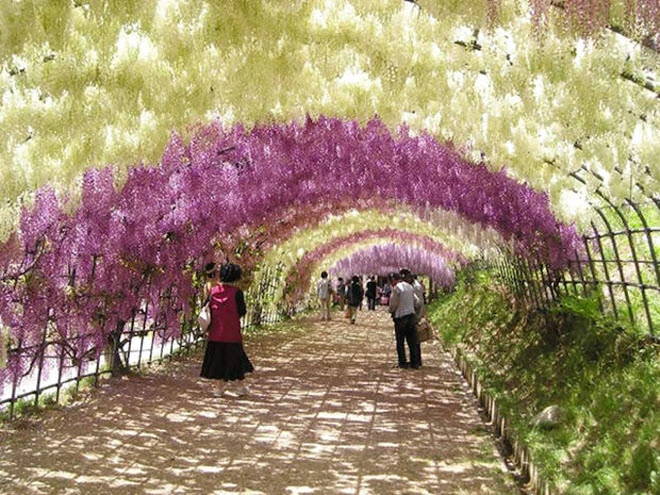 Đường hầm hoa tử đằng ở Nhật Bản 