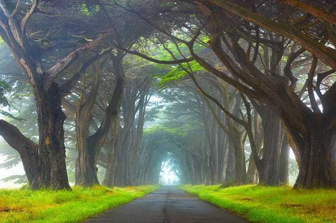 Hàng cây bách ở California Mỹ