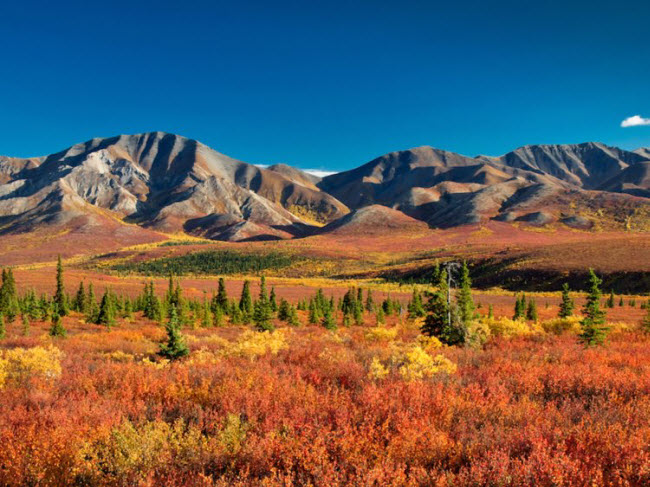 Vườn quốc gia Denali, bang Alaska, Mỹ: Tới đây vào mùa thu, du khách có cơ hội chiêm ngưỡng lá của hàng triệu cây bu lô và cây dương chuyển sang màu vàng.