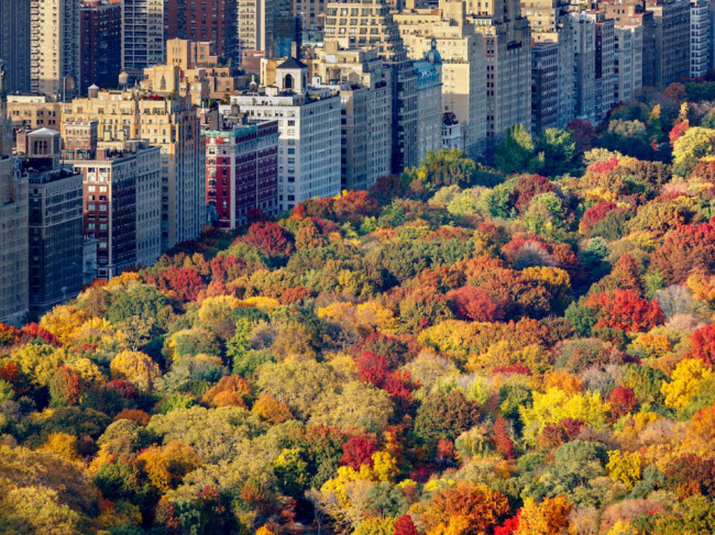 Công viên Trung tâm, New York, Mỹ: Nằm giữa các tòa nhà chọc trời, màu vàng của lá cây tại công viên Trung tâm vào mùa thu tạo nên vẻ đẹp quyến rũ cho thành phố New York.