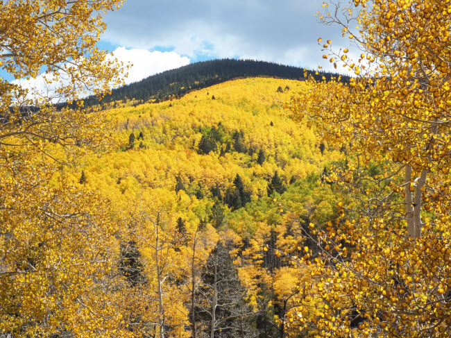 Rừng quốc gia Santa Fe, New Mexico, Mỹ: Dãy núi Sangre de Cristo tại rừng quốc gia Santa Fe có nhiều cây dương và cây quả hình nón. Lá của chúng chuyển màu vào mùa thu, nhuộm vàng cả khu rừng.