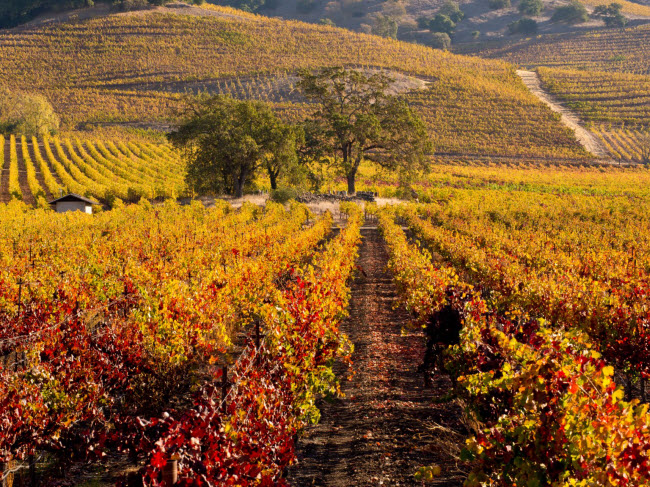 Thung lũng Napa, bang California, Mỹ: Thung lũng này không chỉ nổi tiếng với rượu vang mà còn có phong cảnh mùa thu đẹp như mơ.