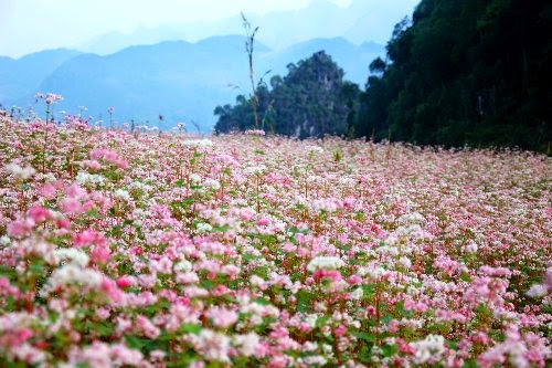 Du lịch tháng 10 Hà Giang ngắm hoa tam giác mạnh tím cả thung lũng