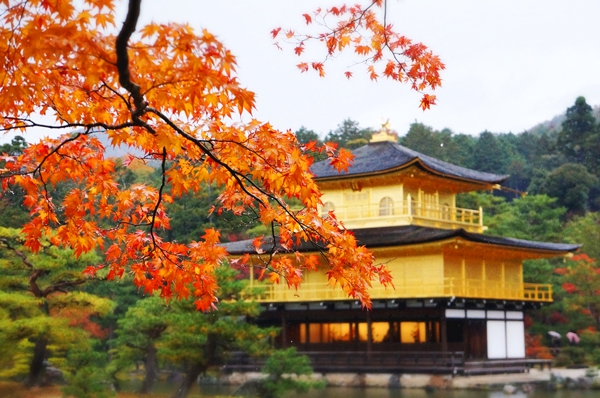 Chùa Vàng nằm trong di sản văn hóa cố đô Kyoto.