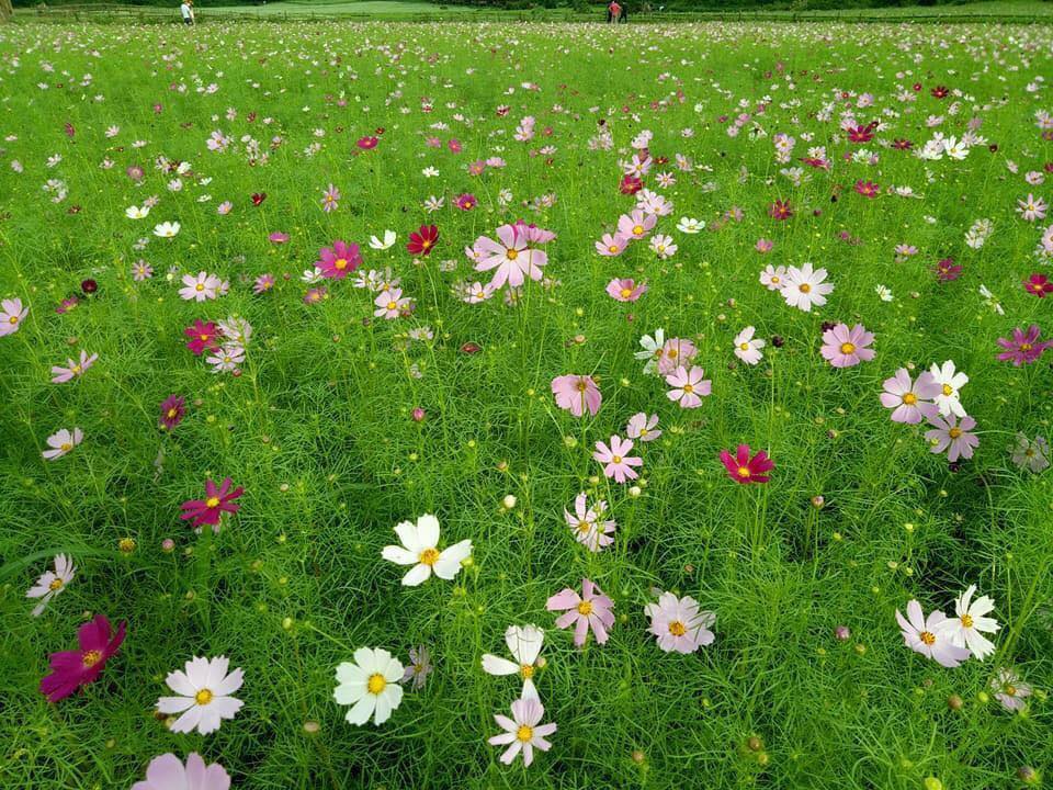 Những hình ảnh đẹp ngất ngây của hoa thung lũng Bắc Sơn nở rộ